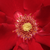 Rdeča - Park - grm vrtnice - Roter Korsar ®